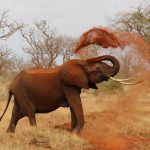 Safari - Kenia - kiedy jechać?