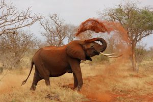 Safari - Kenia - kiedy jechać?