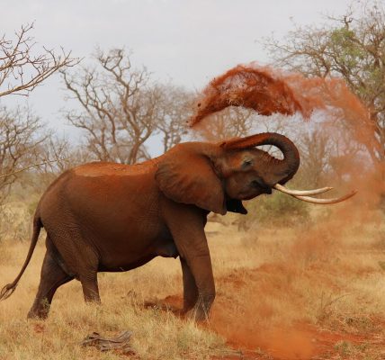 Safari - Kenia - kiedy jechać?
