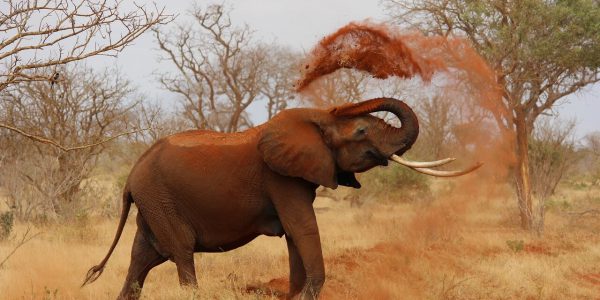Safari - Kenia - kiedy jechać?
